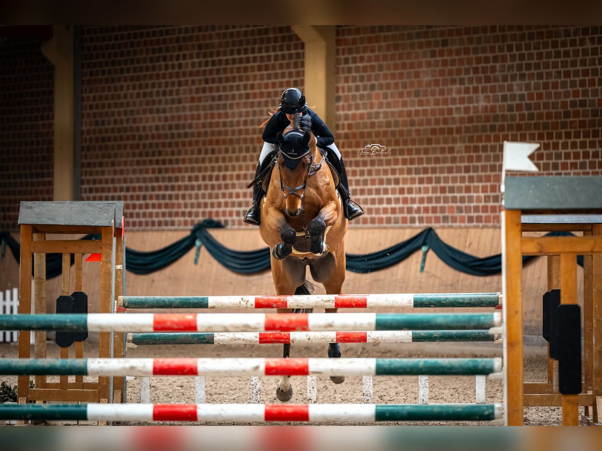 Caballo de deporte alemán Caballo castrado 12 años Castaño in Bünde