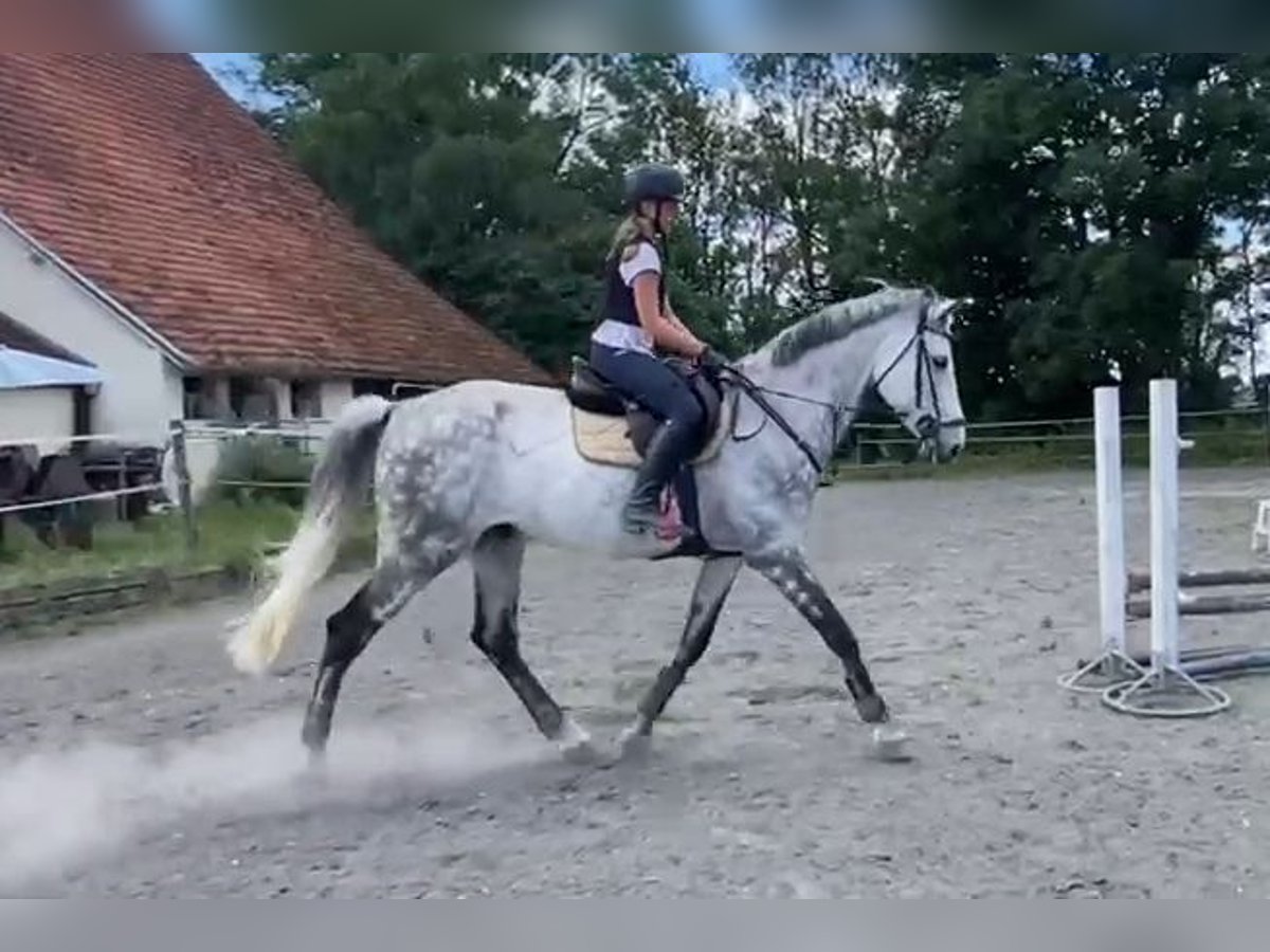 Caballo de deporte alemán Caballo castrado 13 años 172 cm Tordo in Nersingen