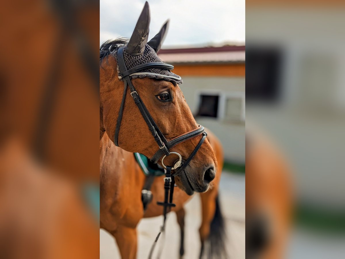 Caballo de deporte alemán Caballo castrado 14 años 174 cm Castaño in Pirna