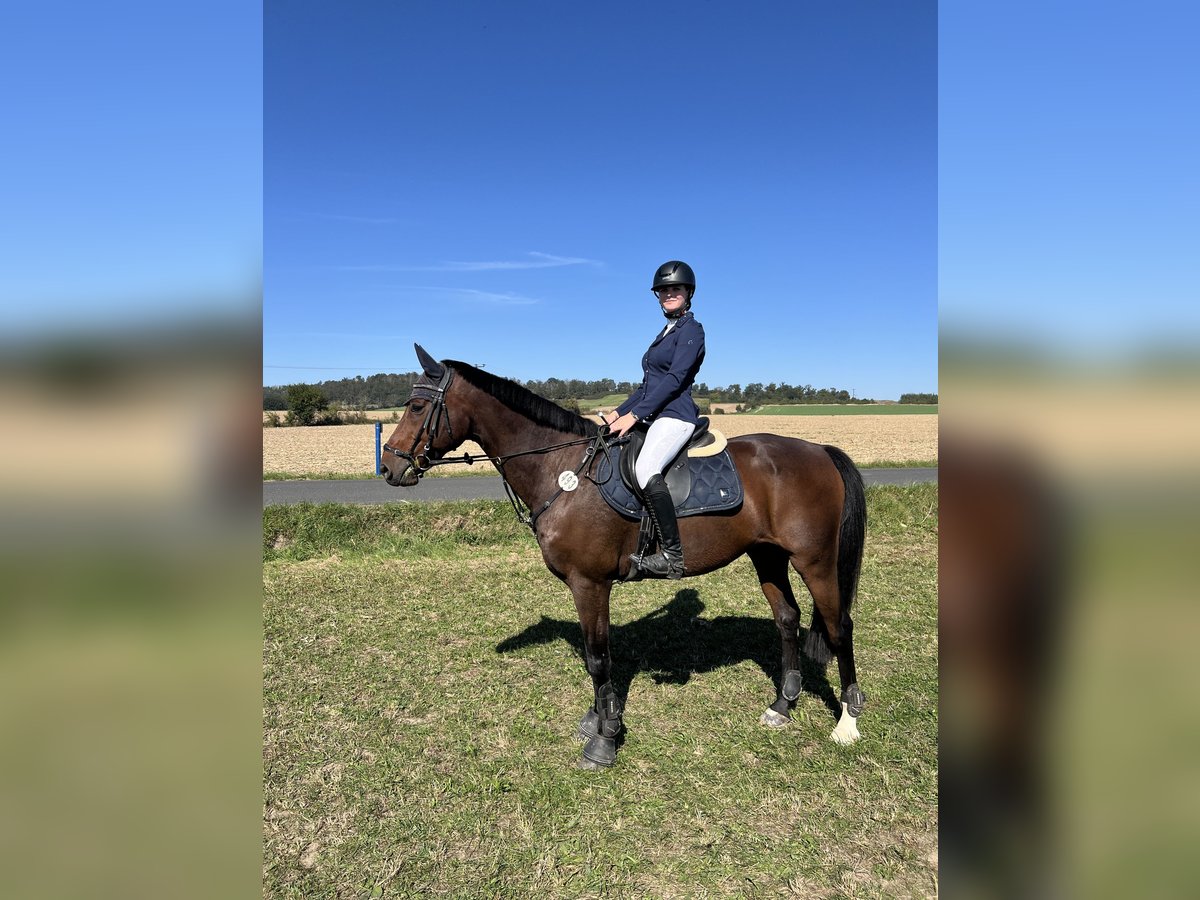 Caballo de deporte alemán Caballo castrado 15 años 163 cm Castaño in Delitzsch