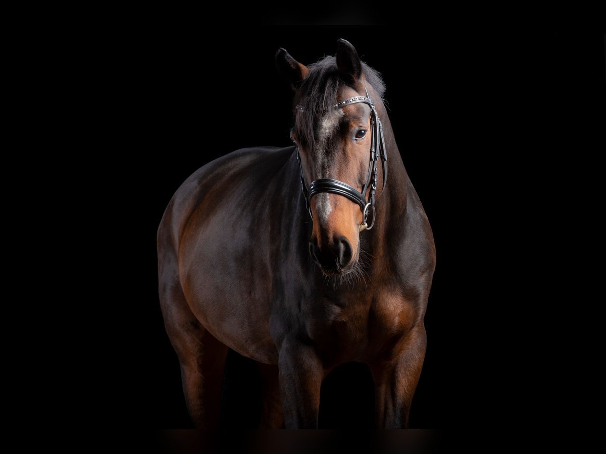 Caballo de deporte alemán Caballo castrado 15 años 176 cm Castaño in Leipzig