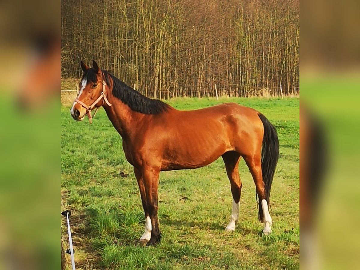 Caballo de deporte alemán Caballo castrado 15 años 180 cm Castaño in Saarmund