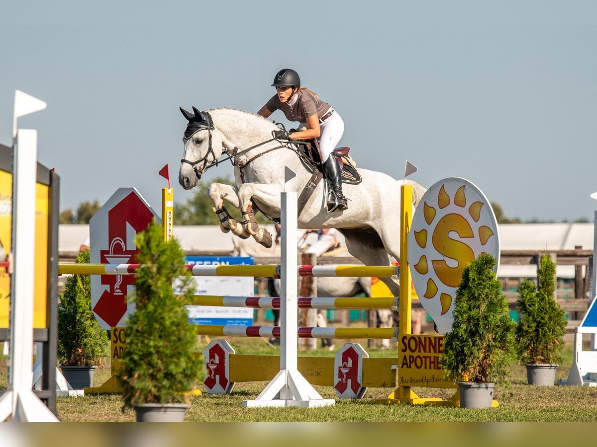 Caballo de deporte alemán Caballo castrado 16 años 165 cm Tordo in Zahna-Elster