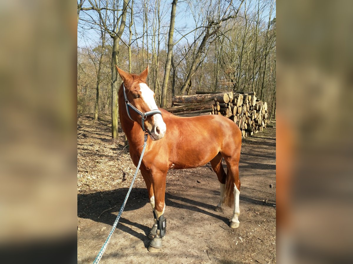 Caballo de deporte alemán Caballo castrado 17 años 162 cm Alazán in Oberkrämer OT Bötzow