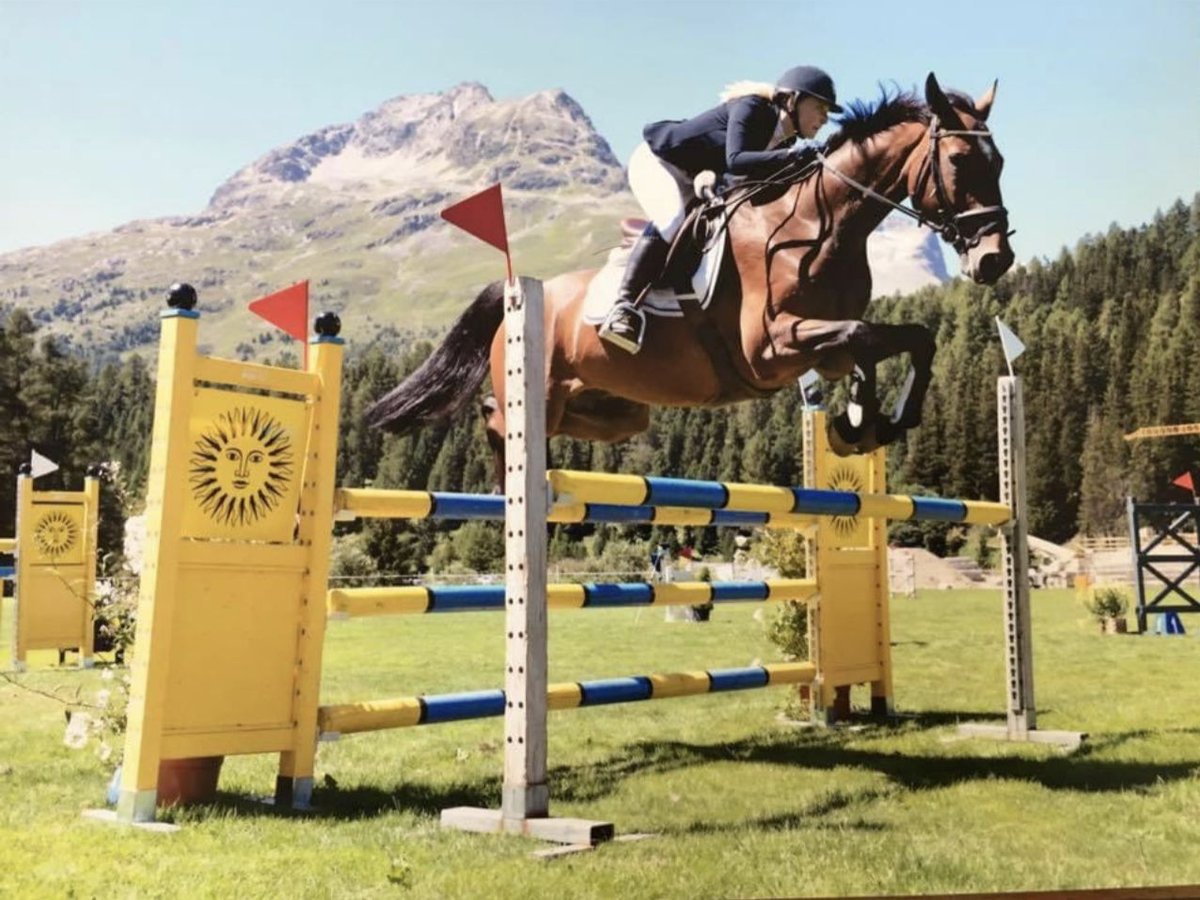 Caballo de deporte alemán Caballo castrado 18 años 167 cm Castaño in Wiesendangen