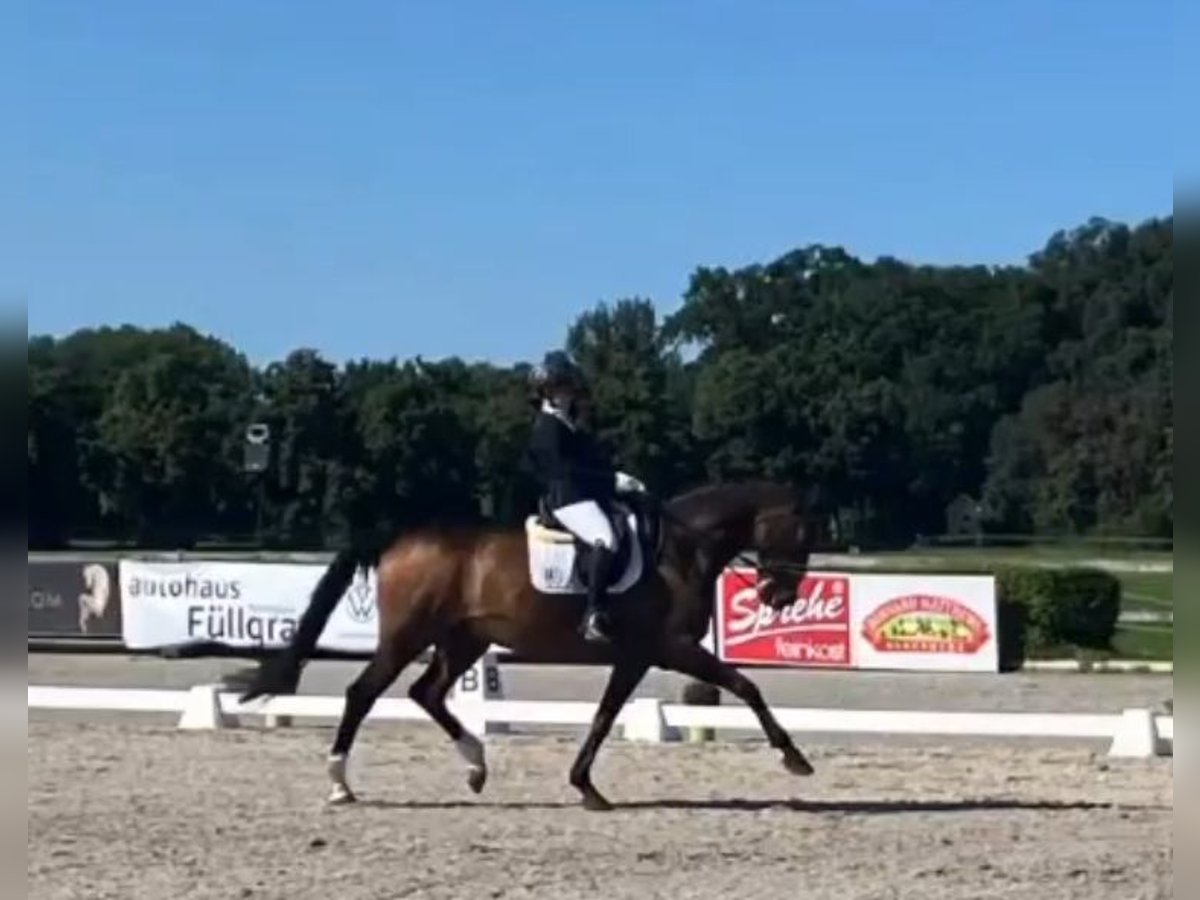 Caballo de deporte alemán Caballo castrado 18 años 172 cm Castaño in Neustadt Dosse Caballo de deporte alemán Caballo castrado 18 años 172 cm Castaño in Neustadt Dosse