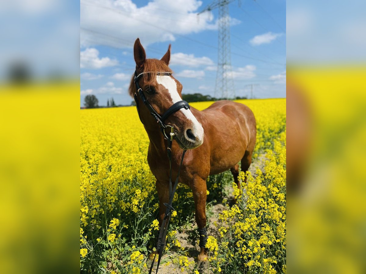 Caballo de deporte alemán Caballo castrado 19 años 162 cm Alazán in Oberkrämer