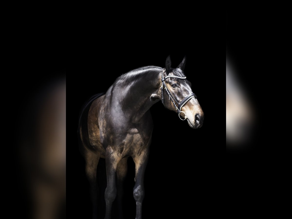 Caballo de deporte alemán Caballo castrado 19 años 165 cm Castaño oscuro in Bovenden