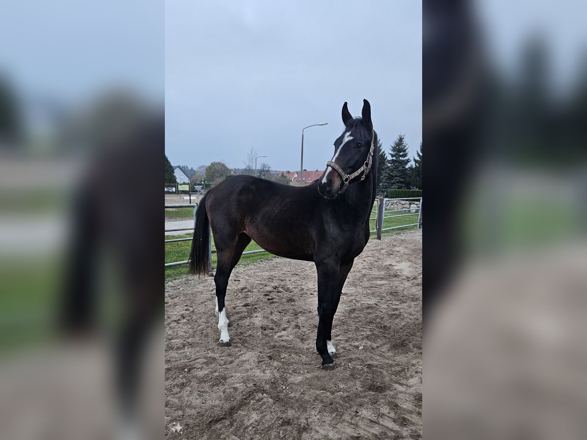 Caballo de deporte alemán Caballo castrado 1 año 171 cm Castaño oscuro in Mixdorf