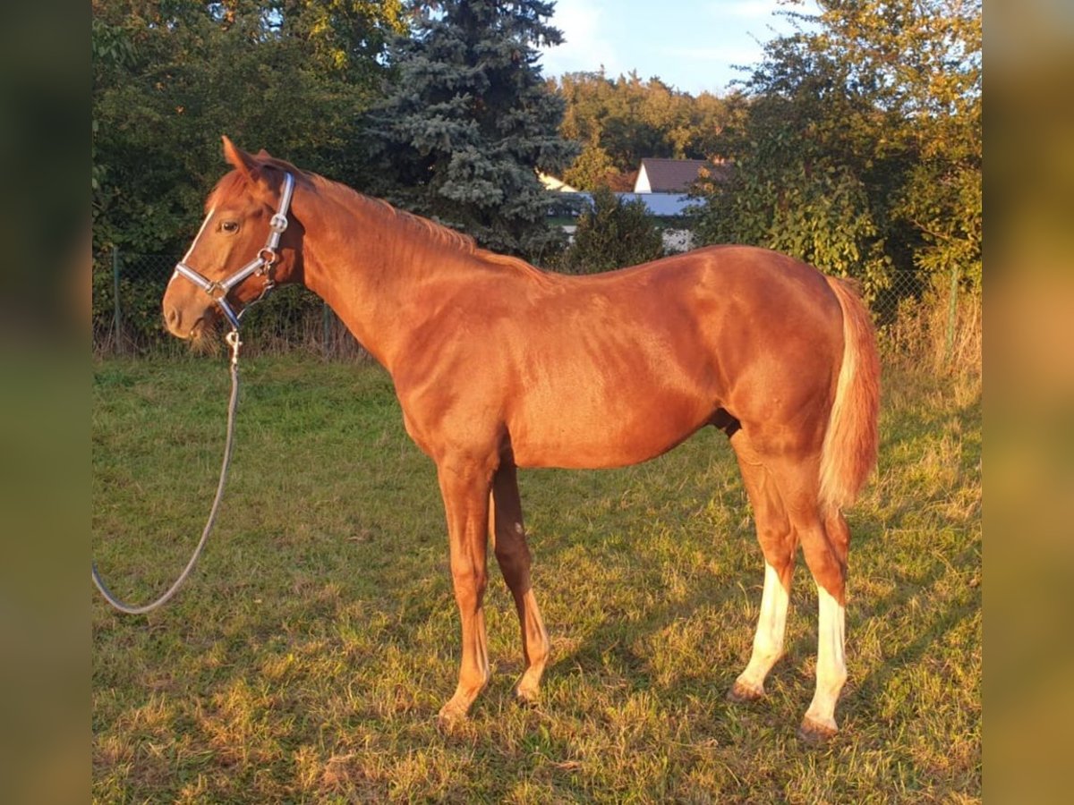 Caballo de deporte alemán Caballo castrado 1 año Alazán in Milower Land