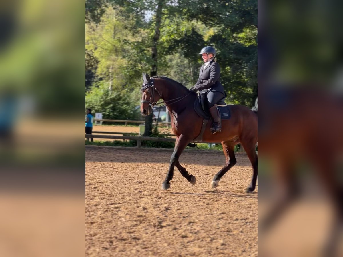 Caballo de deporte alemán Caballo castrado 21 años 162 cm Castaño in Unterföhring