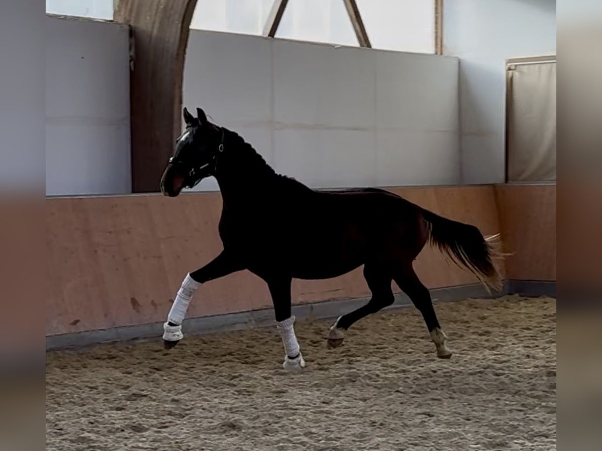 Caballo de deporte alemán Caballo castrado 2 años 165 cm Castaño in Darmstadt