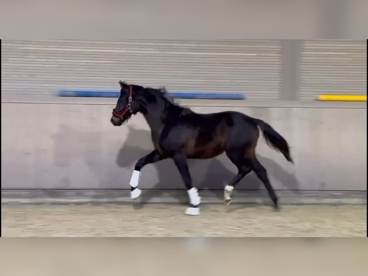 Caballo de deporte alemán Caballo castrado 2 años 170 cm Castaño oscuro in Ibbenbüren