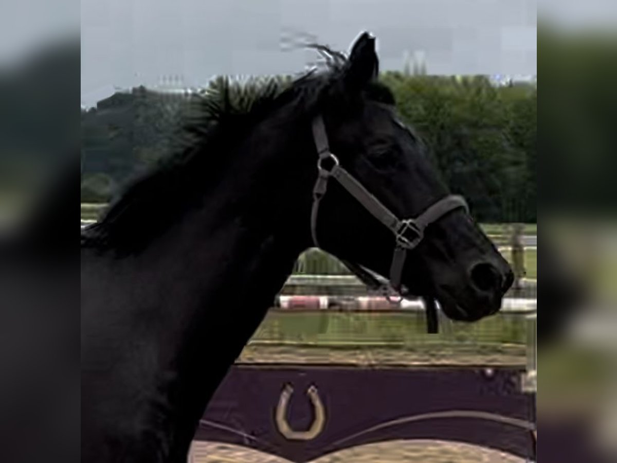 Caballo de deporte alemán Caballo castrado 2 años 170 cm Negro in Weil