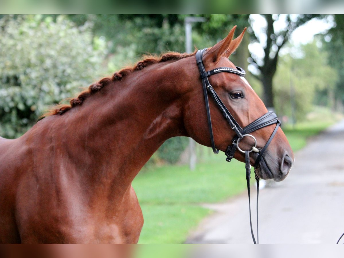 Caballo de deporte alemán Caballo castrado 2 años 172 cm Alazán in Kutenholz