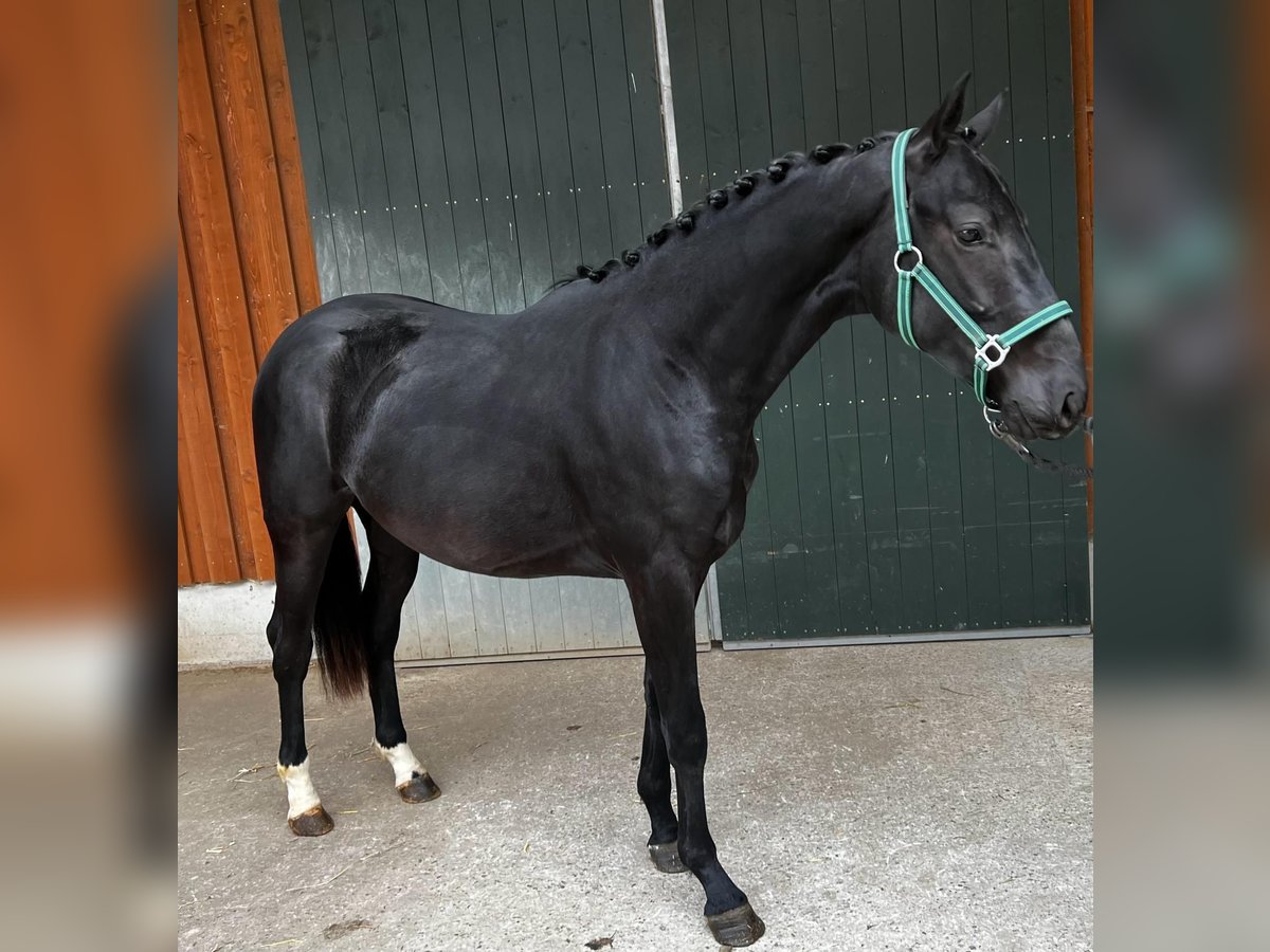 Caballo de deporte alemán Caballo castrado 2 años Negro in Meckenbeuren