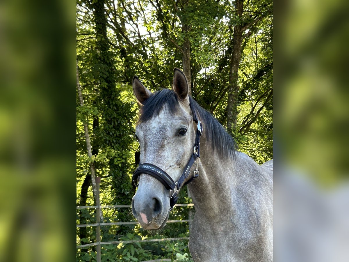 Caballo de deporte alemán Caballo castrado 3 años 160 cm Tordo in Lahr/Schwarzwald