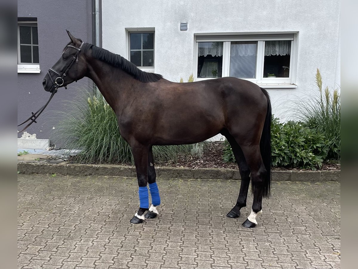 Caballo de deporte alemán Caballo castrado 3 años 161 cm Morcillo in Pfaffenhofen