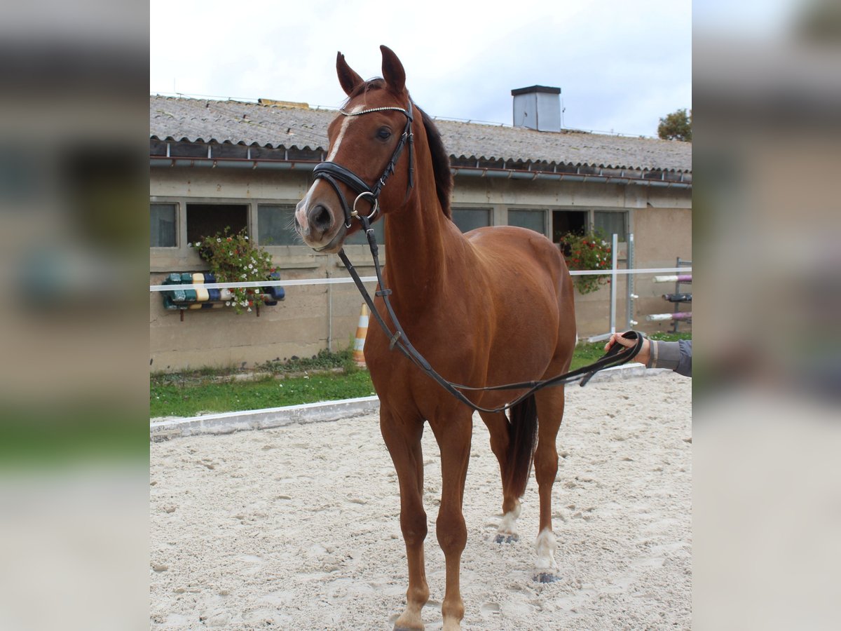 Caballo de deporte alemán Caballo castrado 3 años 163 cm Alazán in Bobritzsch