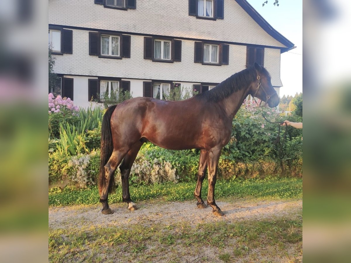 Caballo de deporte alemán Caballo castrado 3 años 163 cm Castaño in Sigmarszell