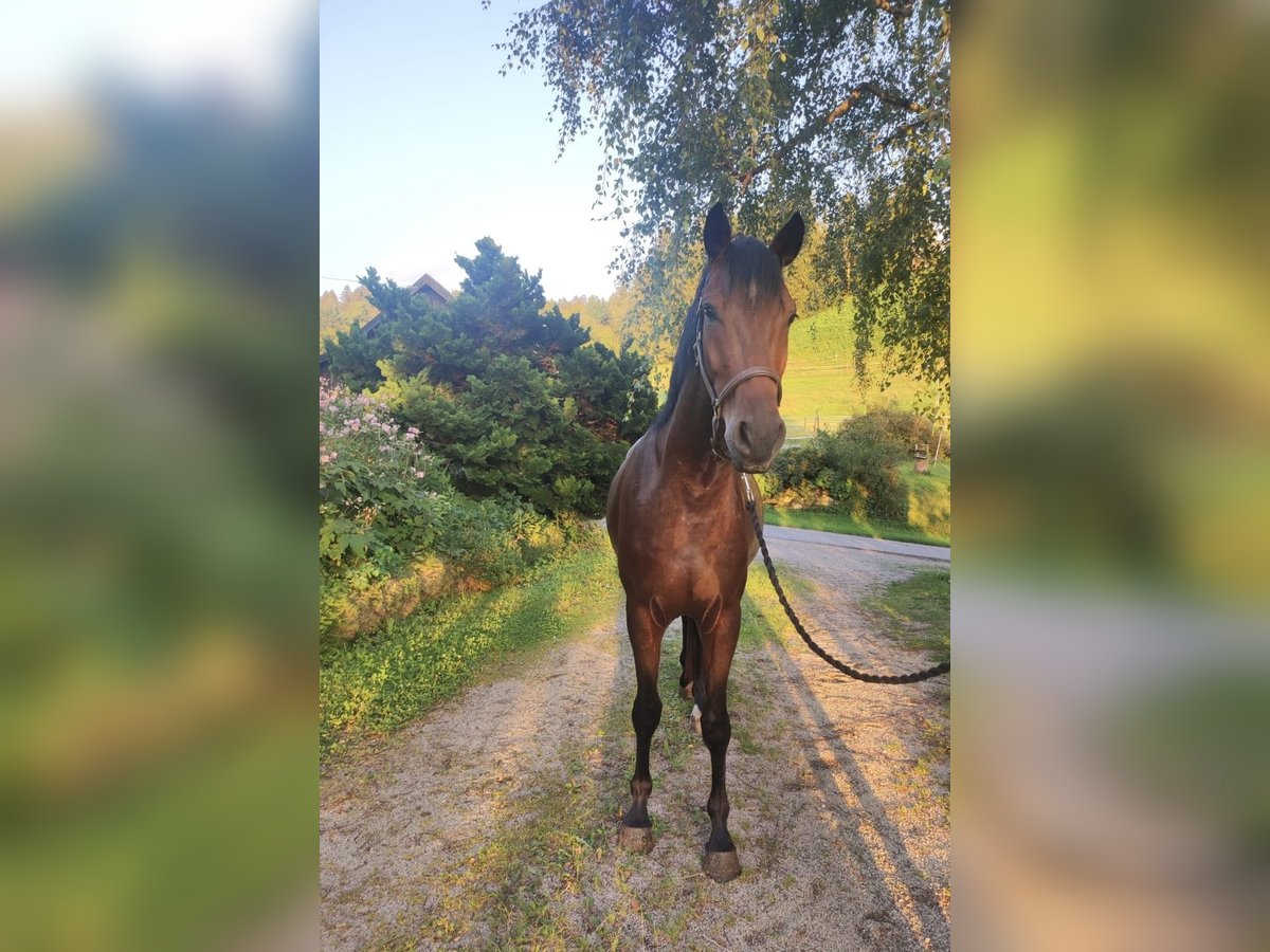 Caballo de deporte alemán Caballo castrado 3 años 163 cm Castaño in Sigmarszell