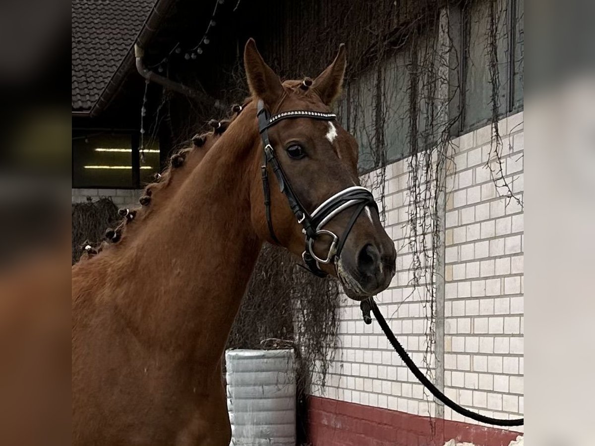 Caballo de deporte alemán Caballo castrado 3 años 164 cm Alazán in Heinersreuth