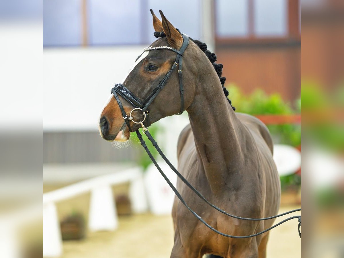 Caballo de deporte alemán Caballo castrado 3 años 165 cm Castaño in M&#xFC;nster-Handorf