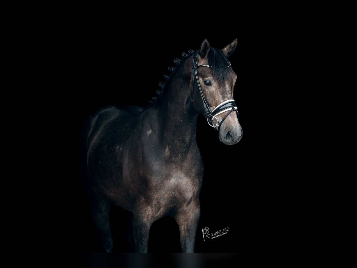 Caballo de deporte alemán Caballo castrado 3 años 165 cm Tordillo negro in Neuenkirchen