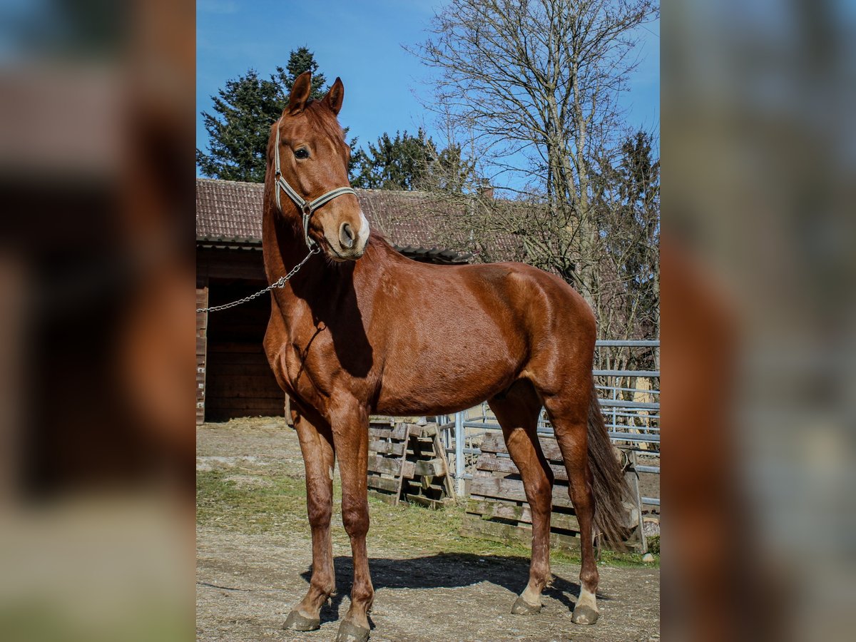 Caballo de deporte alemán Caballo castrado 3 años 166 cm Alazán in Ertingen