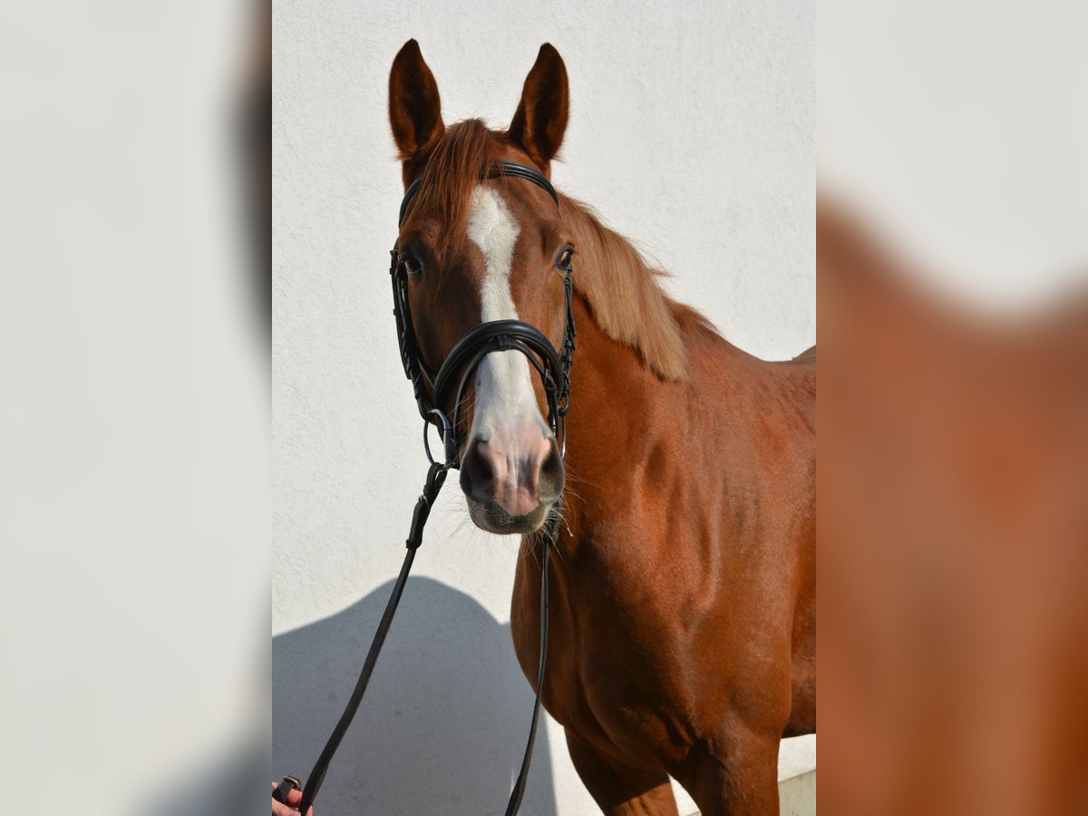 Caballo de deporte alemán Caballo castrado 3 años 166 cm Alazán-tostado in München