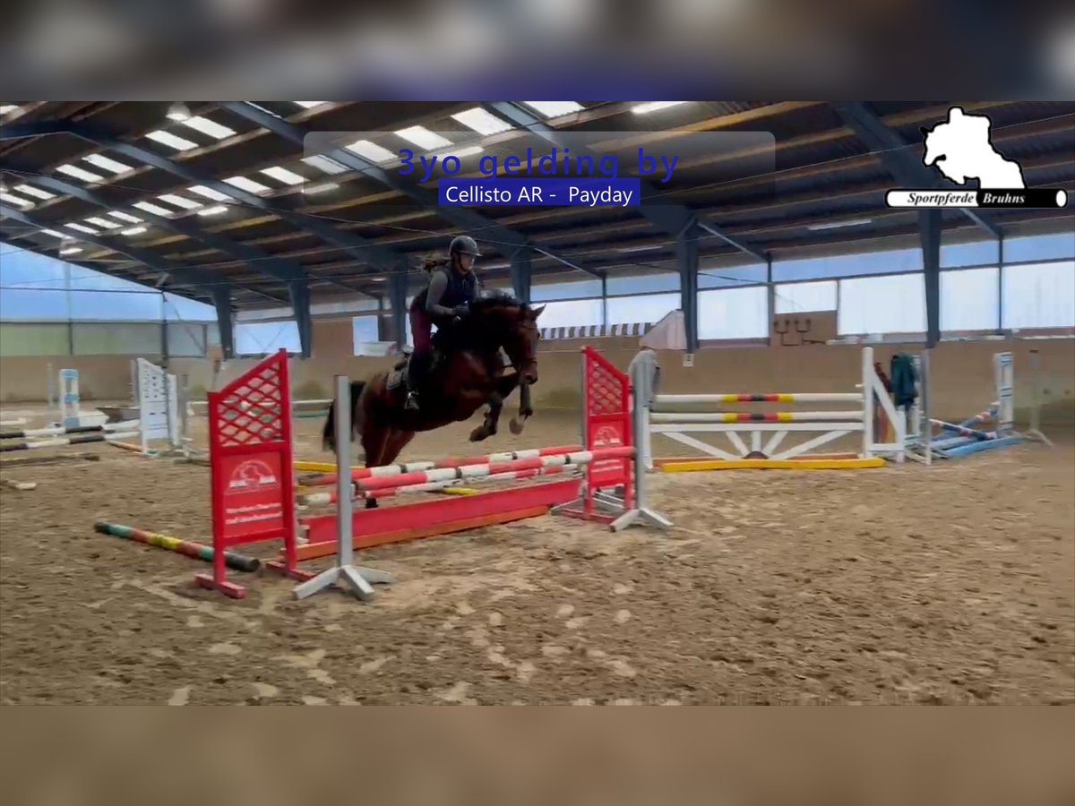 Caballo de deporte alemán Caballo castrado 3 años 166 cm Castaño in Gadow