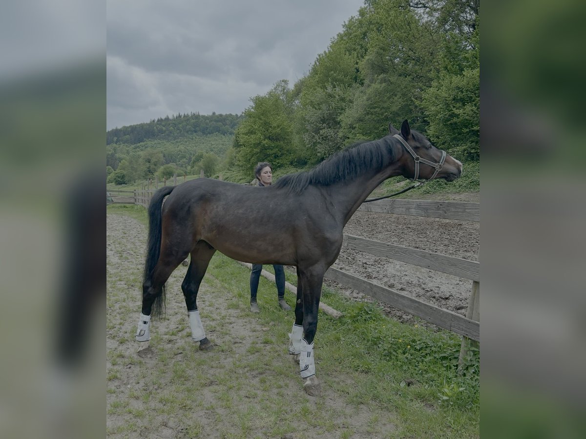 Caballo de deporte alemán Caballo castrado 3 años 166 cm Castaño oscuro in Lahr/Schwarzwald