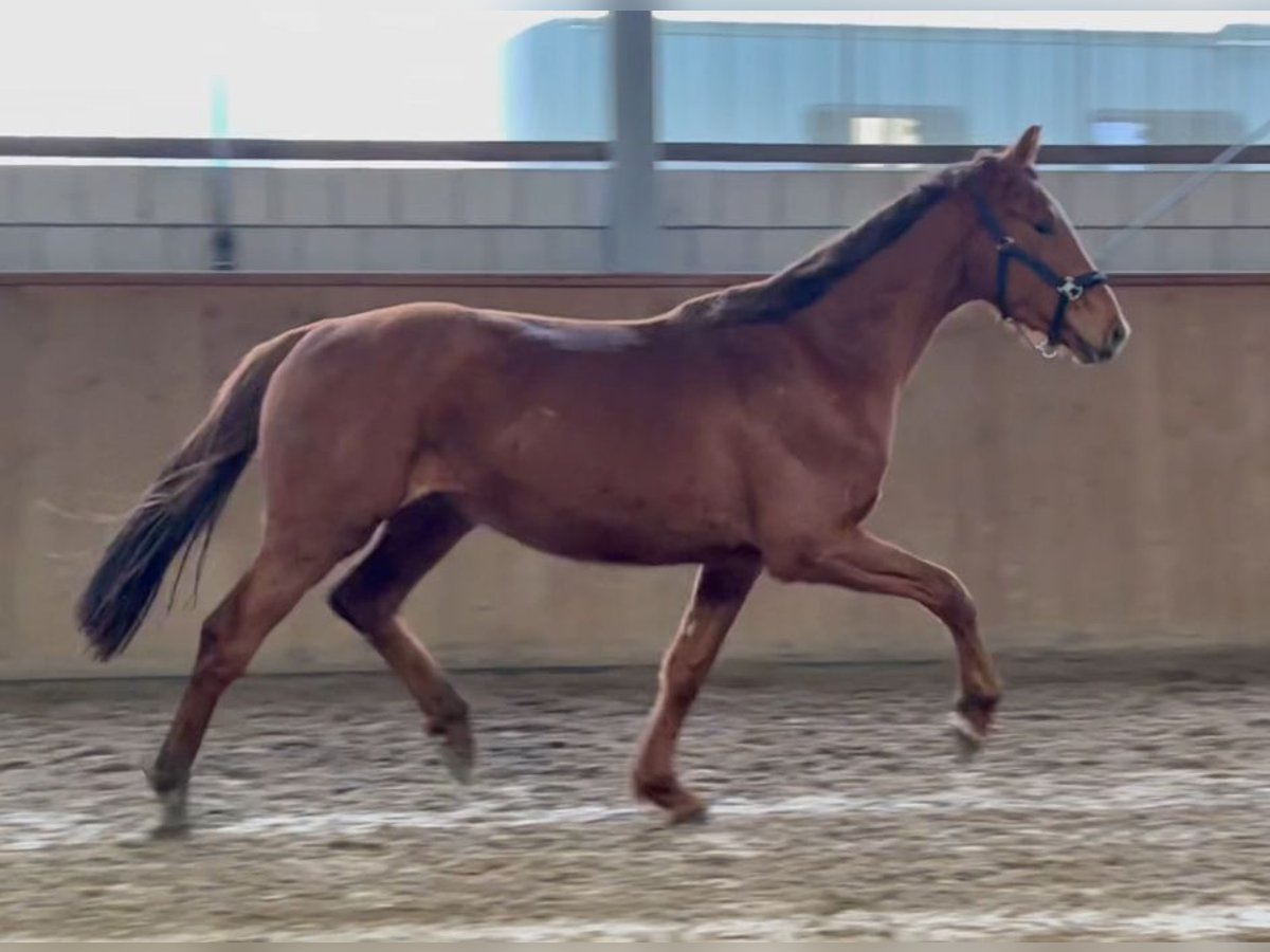 Caballo de deporte alemán Caballo castrado 3 años 167 cm Alazán in Michaelisbruch