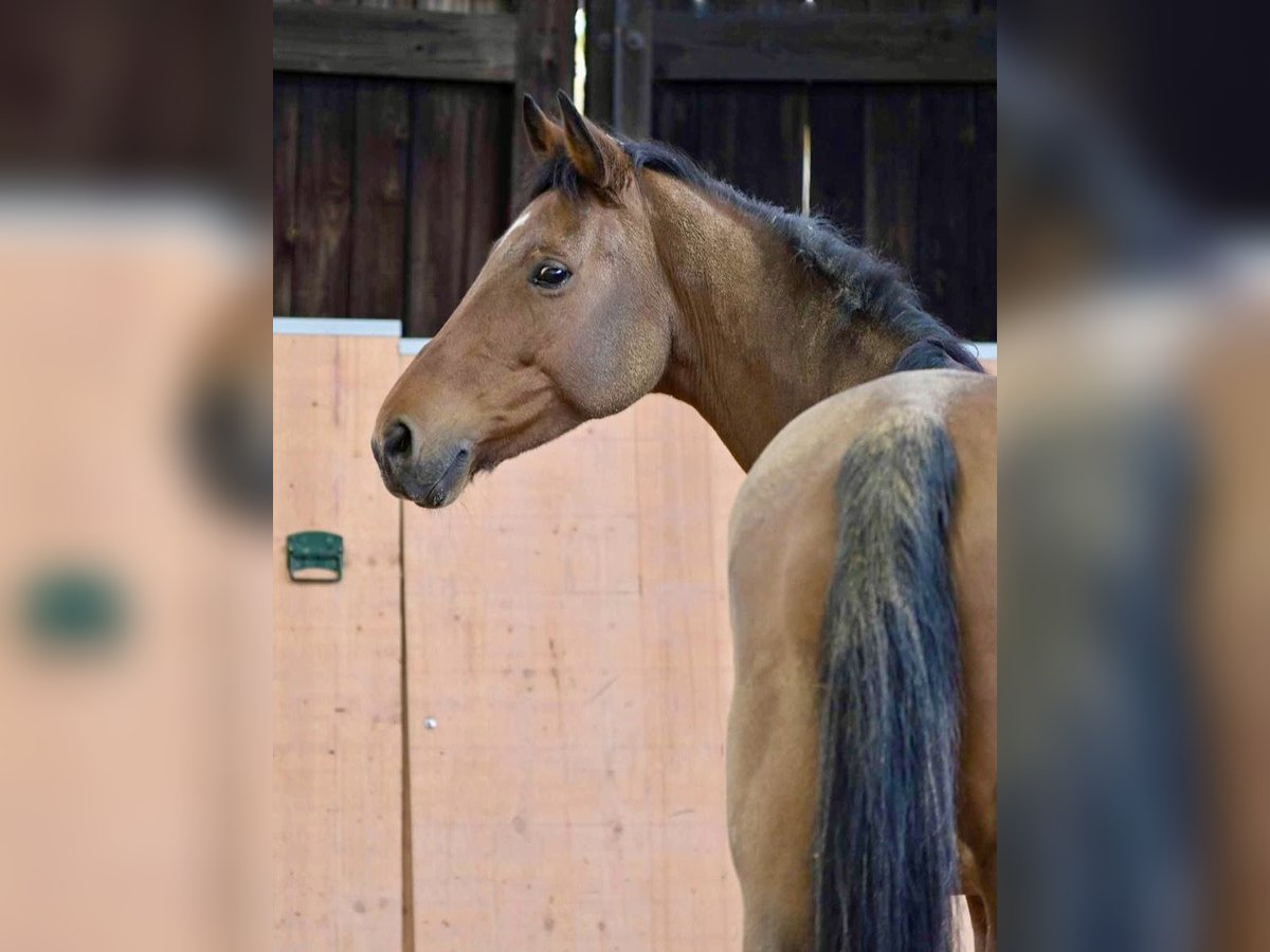 Caballo de deporte alemán Caballo castrado 3 años 167 cm Castaño in Bergisch Gladbach