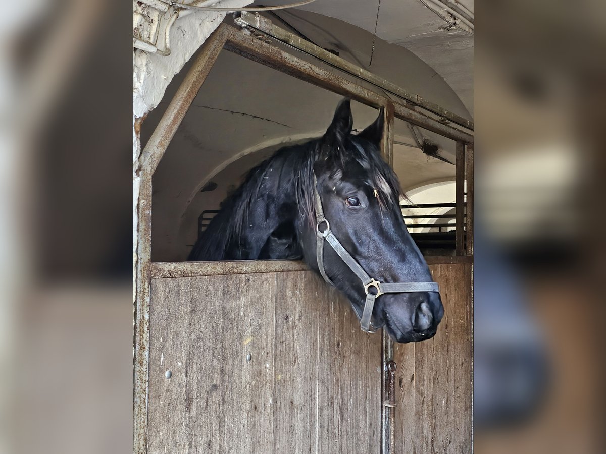 Caballo de deporte alemán Caballo castrado 3 años 167 cm Morcillo in Buchloe