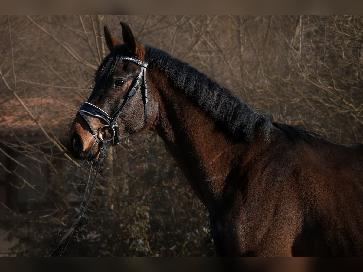 Caballo de deporte alemán Caballo castrado 3 años 168 cm Castaño in Krumke