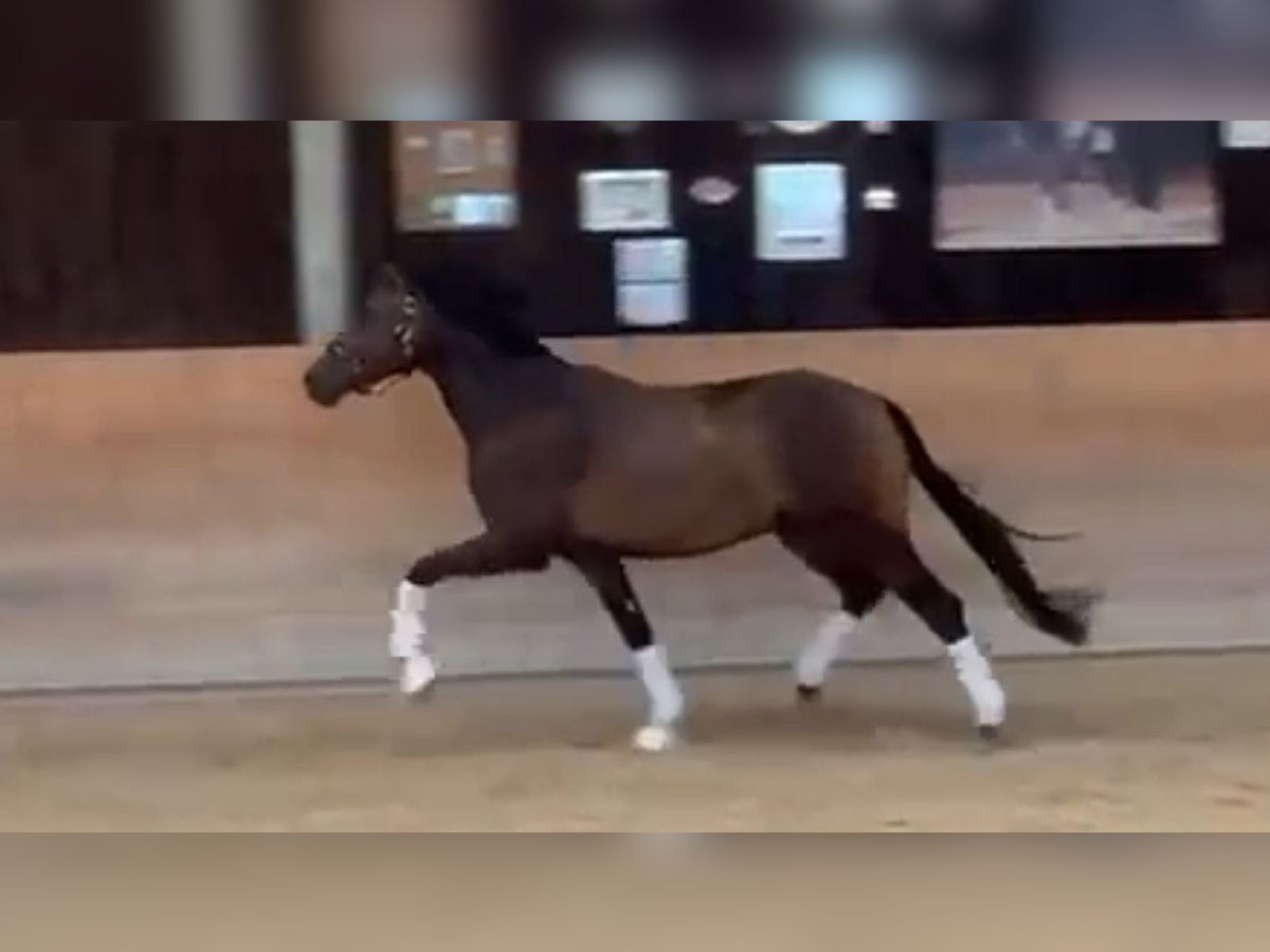 Caballo de deporte alemán Caballo castrado 3 años 168 cm Castaño oscuro in Haag am Hausruck