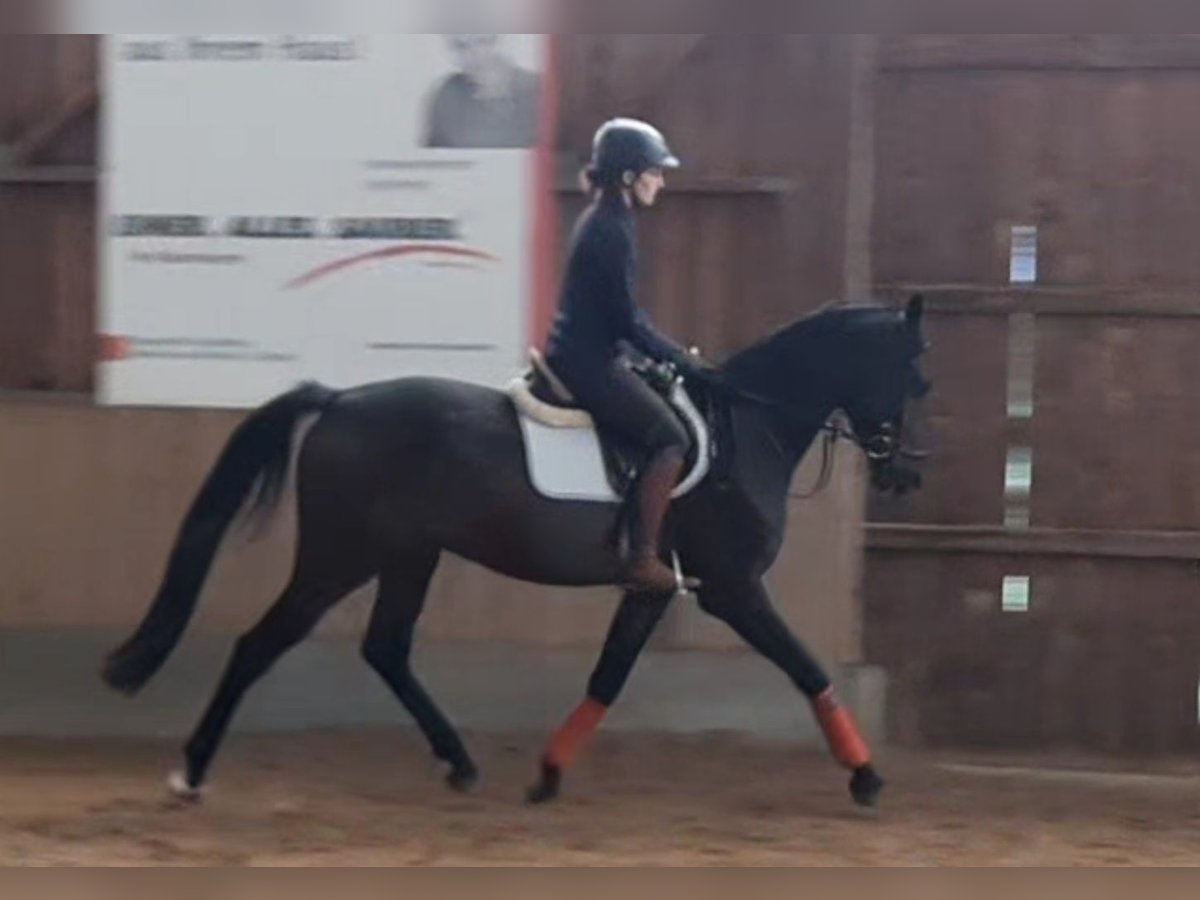 Caballo de deporte alemán Caballo castrado 3 años 168 cm Morcillo in Ilmtal-Weinstra&#xDF;e