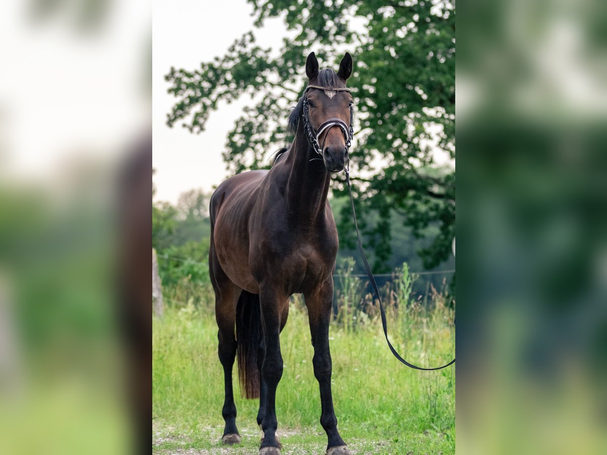 Caballo de deporte alemán Caballo castrado 3 años 169 cm Castaño oscuro in Kraiburg am Inn