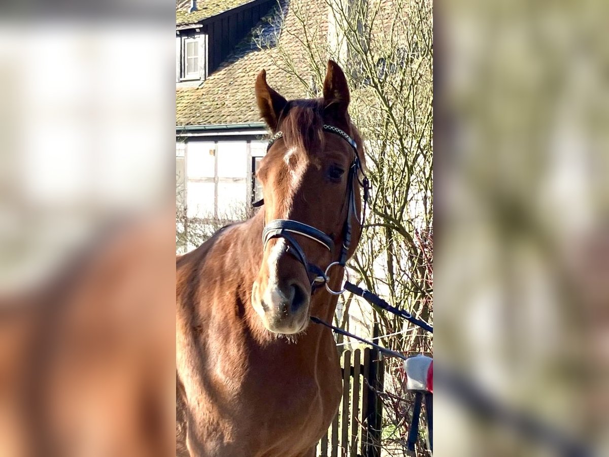 Caballo de deporte alemán Caballo castrado 3 años 170 cm Alazán in Niederstetten