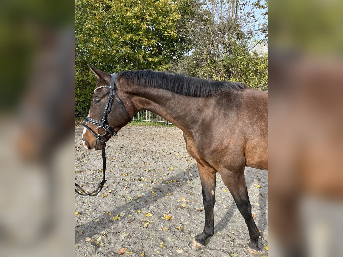 Caballo de deporte alemán Caballo castrado 3 años 170 cm Castaño in Chemnitz