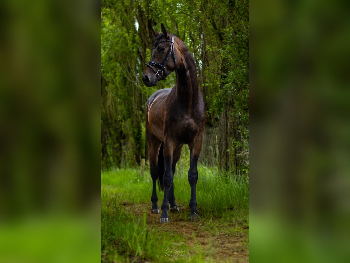 Caballo de deporte alemán Caballo castrado 3 años 170 cm Castaño oscuro in Perl