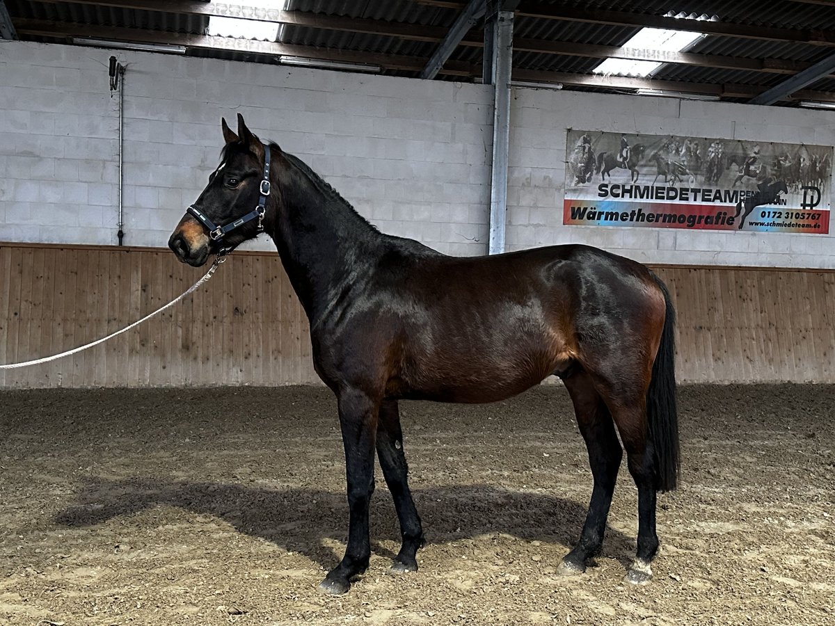 Caballo de deporte alemán Caballo castrado 3 años 170 cm Castaño oscuro in Michaelisbruch