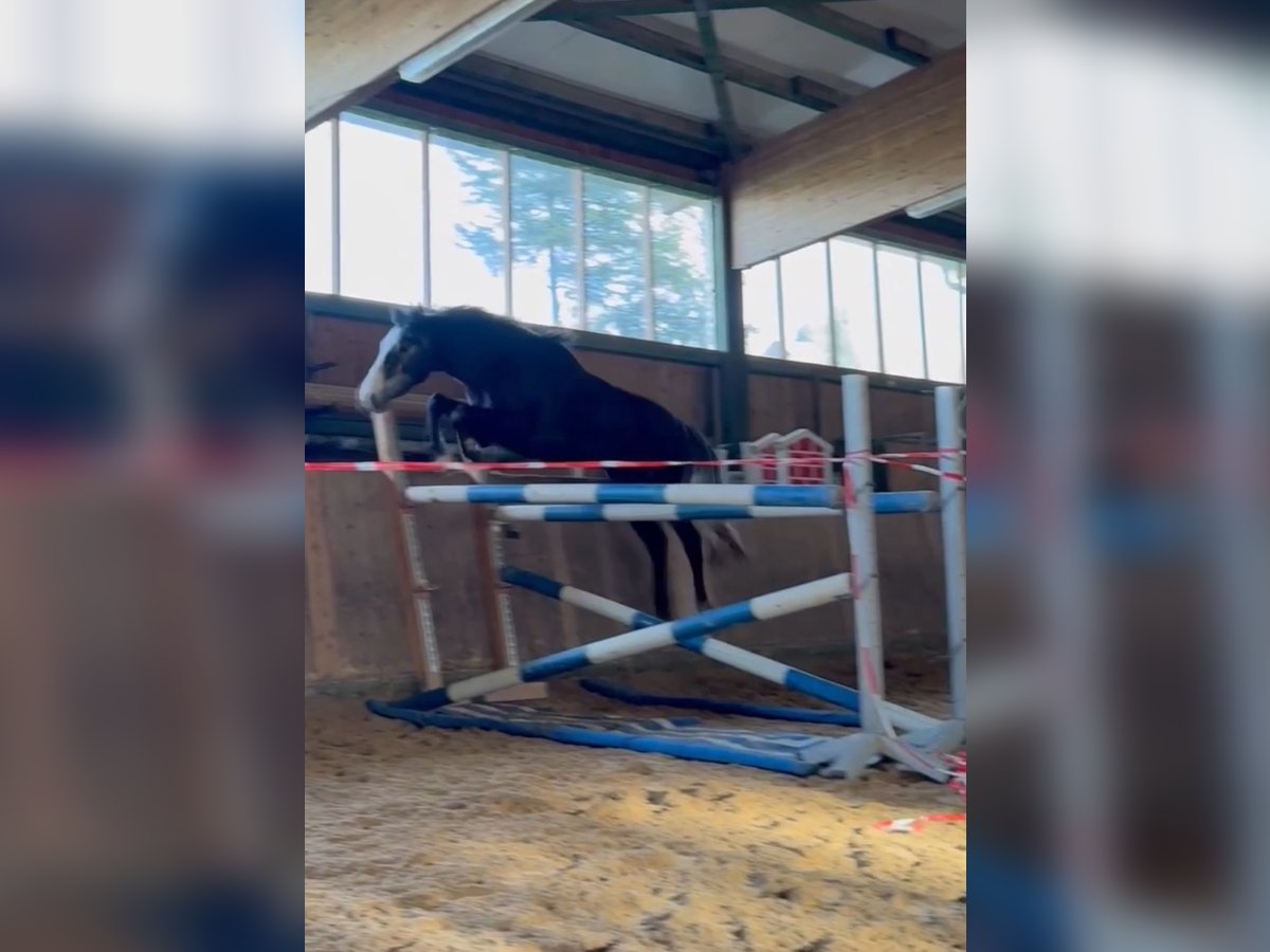 Caballo de deporte alemán Caballo castrado 3 años 170 cm Tordillo negro in Bad Herrenalb