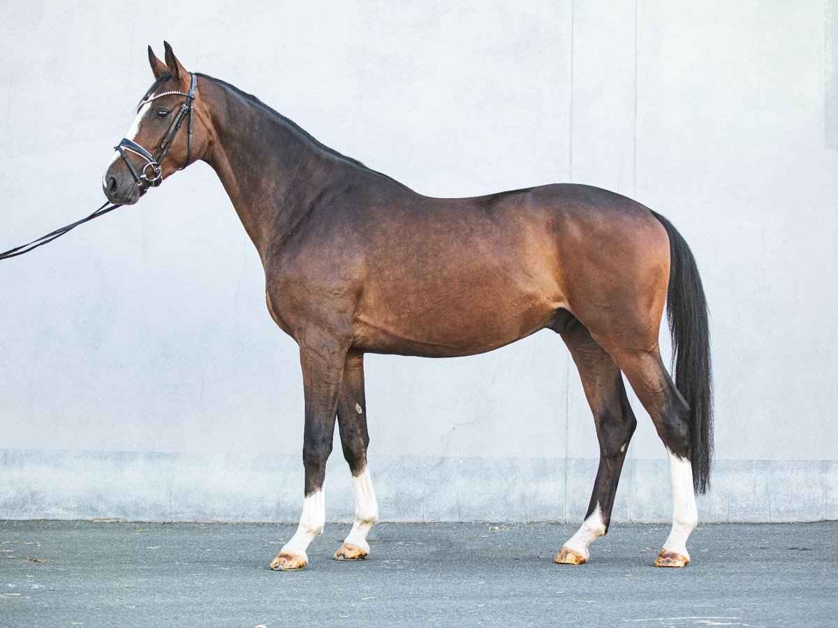 Caballo de deporte alemán Caballo castrado 3 años 171 cm Castaño in Priestewitz