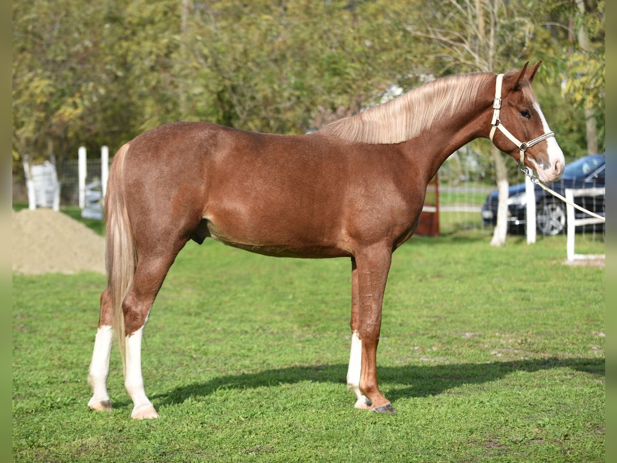 Caballo de deporte alemán Caballo castrado 3 años 174 cm Castaño claro in kecskemét