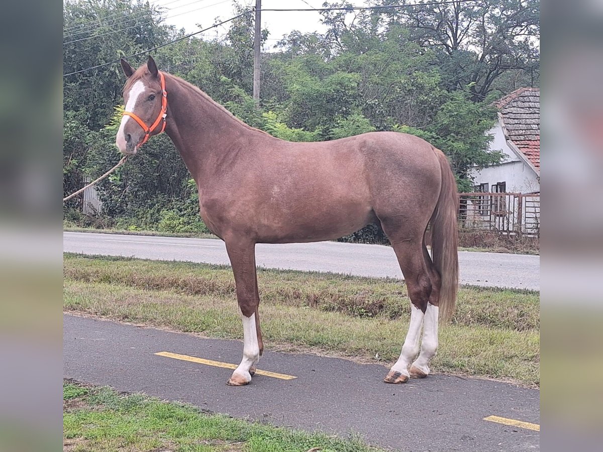 Caballo de deporte alemán Caballo castrado 3 años 174 cm Castaño claro in kecskemét