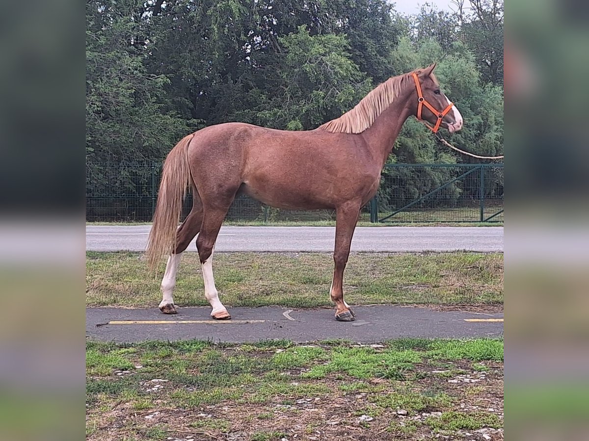 Caballo de deporte alemán Caballo castrado 3 años 176 cm Castaño claro in kecskemét