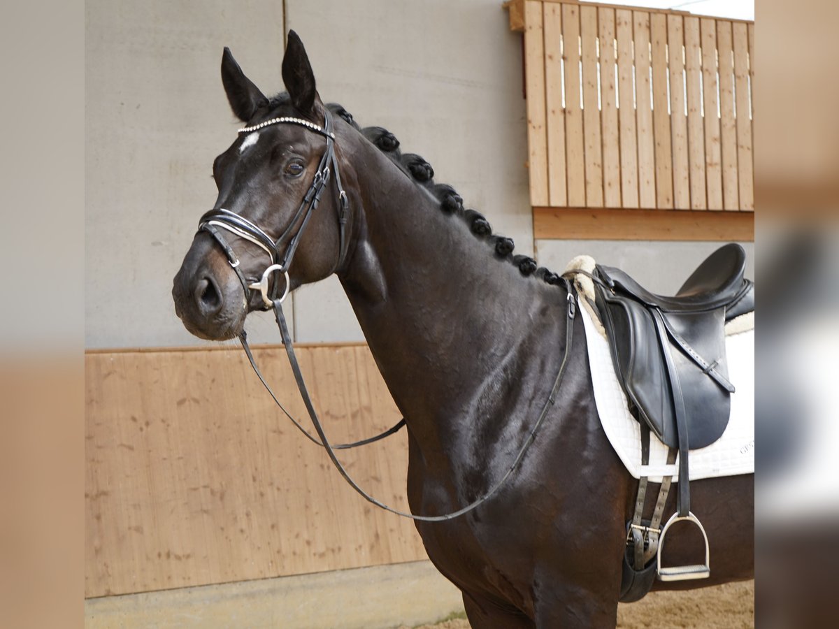 Caballo de deporte alemán Caballo castrado 3 años 176 cm Morcillo in Jengen