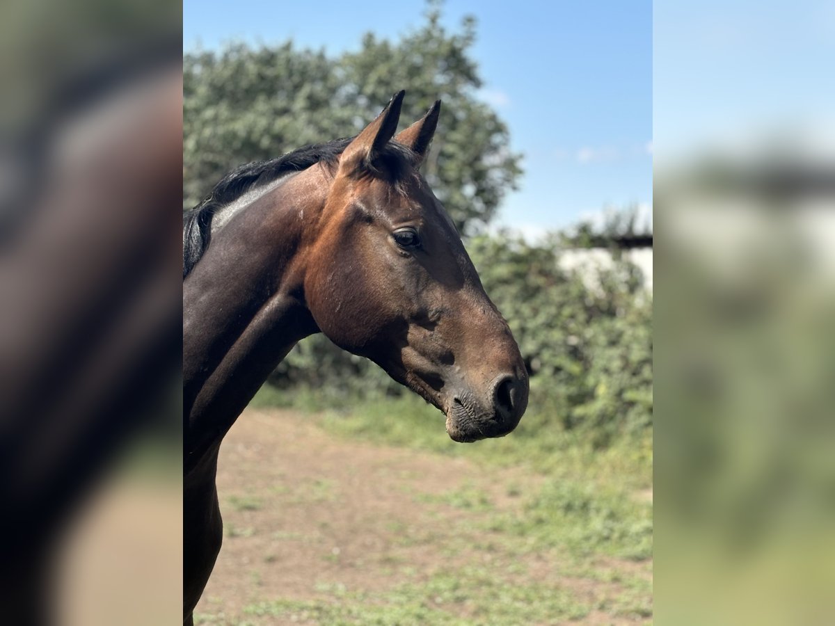 Caballo de deporte alemán Caballo castrado 3 años Castaño in Güsten